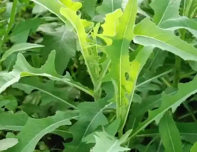 春季吃这5种野菜,每样都是不一样的"补"