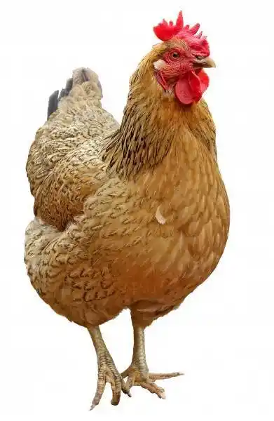 母鸡图片母鸡图片可爱