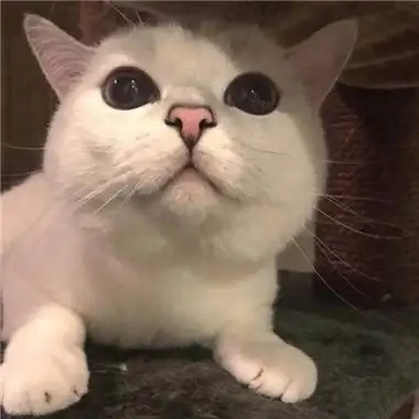 2021逗比可爱喵星人头像下辈子我只想做一只猫