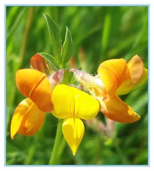 百花园176牛角花