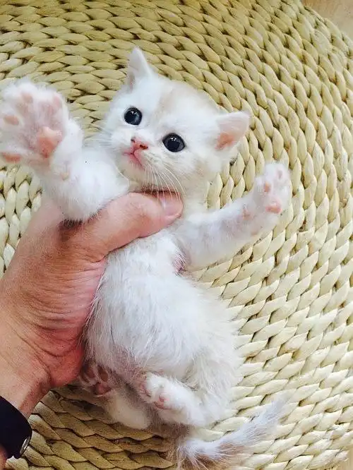 6.27生的萌萌哒乳白色英短小奶猫们
