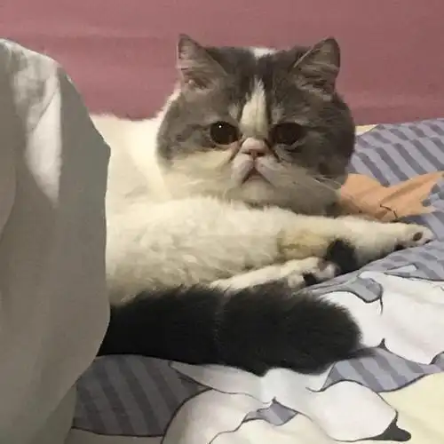 北京猫咪领养  加菲弟弟和蓝猫妹妹无偿求领养