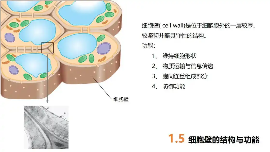 【高中生物】1-3 细胞的基本结构.1 细胞膜的结构与功能  - 抖音