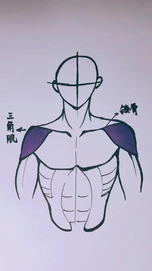 仅供练习使用～  #动漫绘画  人体结构 #绘画素材