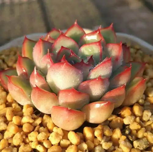 荷花多肉植物樱桃花月夜一物一拍清晟园艺实拍满包邮3月中更新