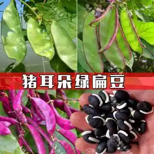 尤其是在饮食的方面,会选择一些对自身有这营养价值和增强自身身体