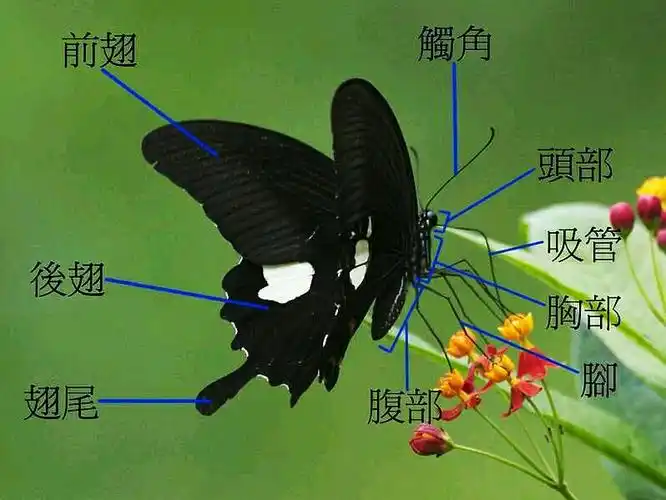 舞动的小精灵---蝴蝶