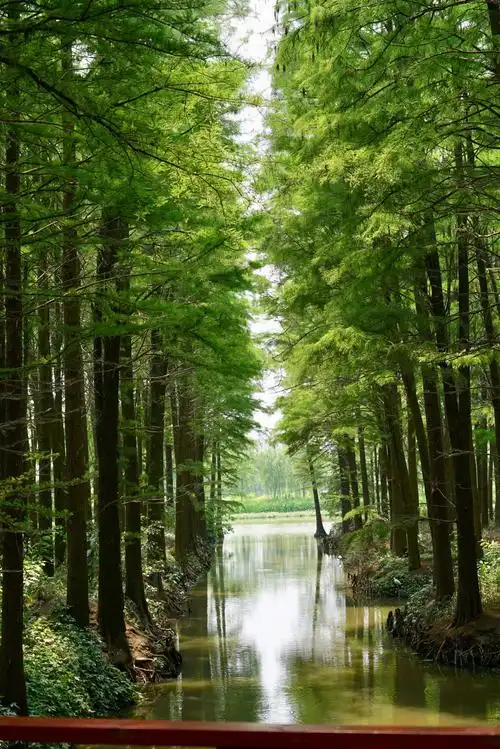 李中水上森林公园2020年5月31日