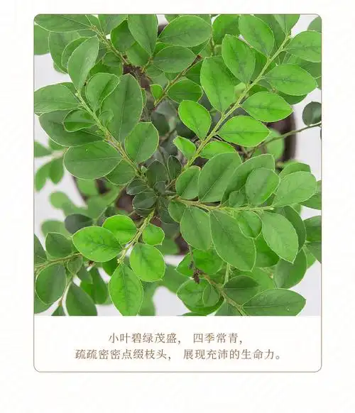 小叶紫檀盆景树苗花卉盆栽办公室植物黑骨茶树桩四季常青耐寒绿植中号