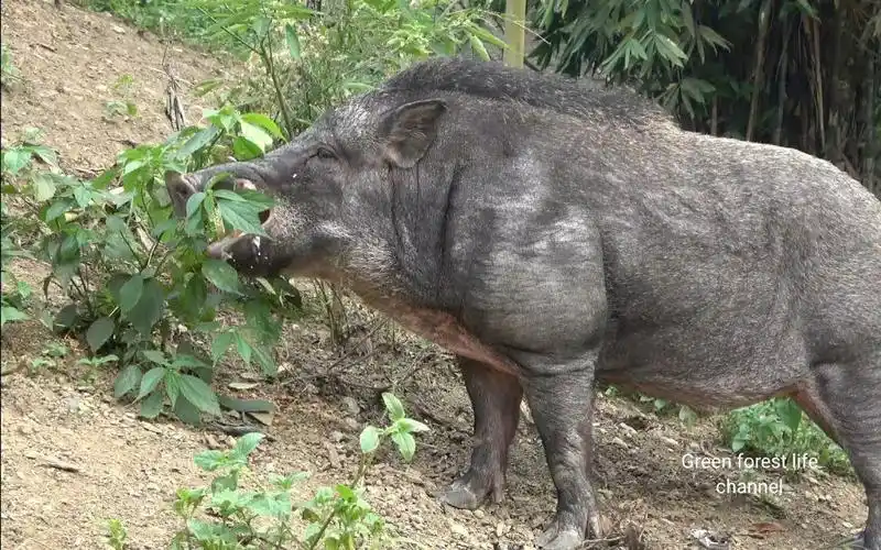 最大的野猪150公斤,我养了他! robert