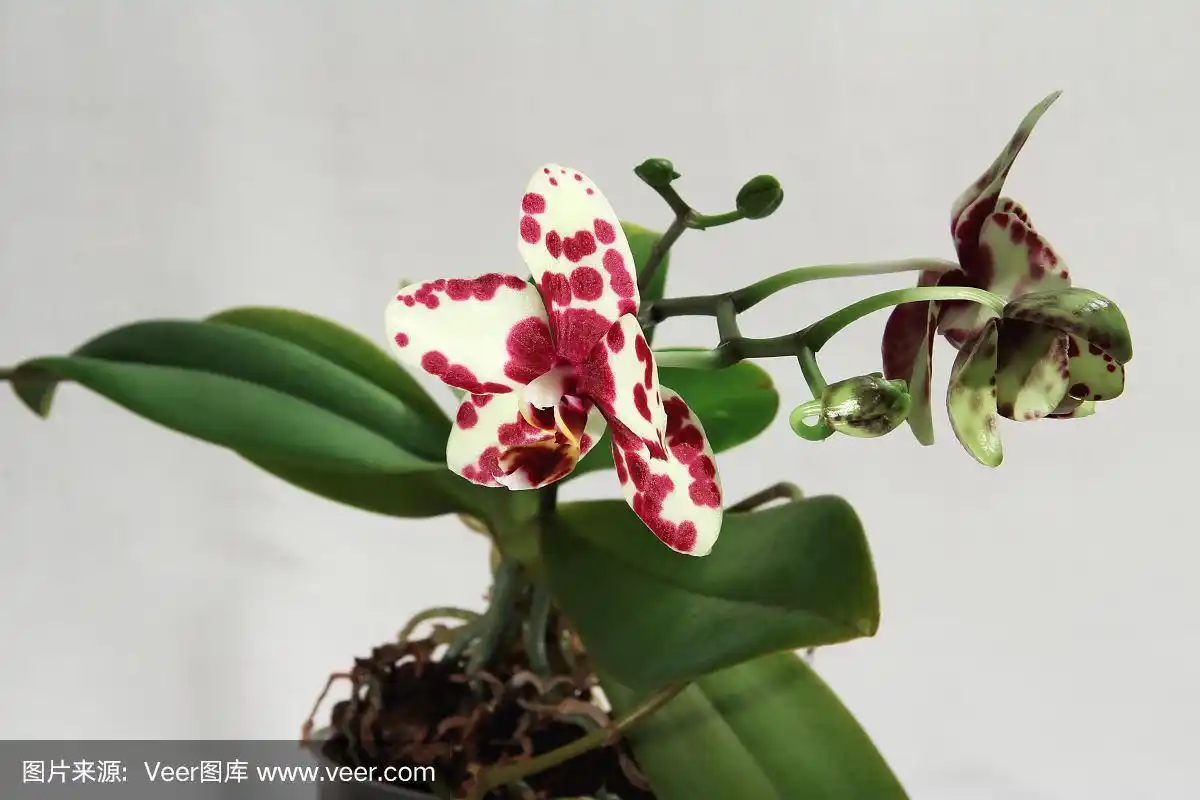 兰花蝴蝶兰,斑点花