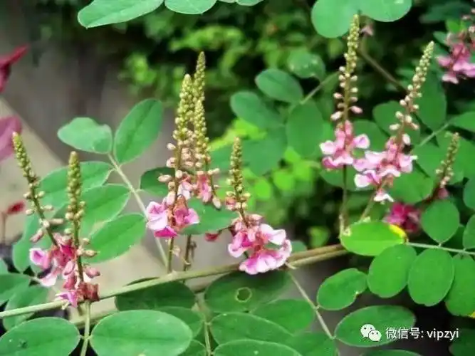 跌打损伤马棘,别名"一味药"