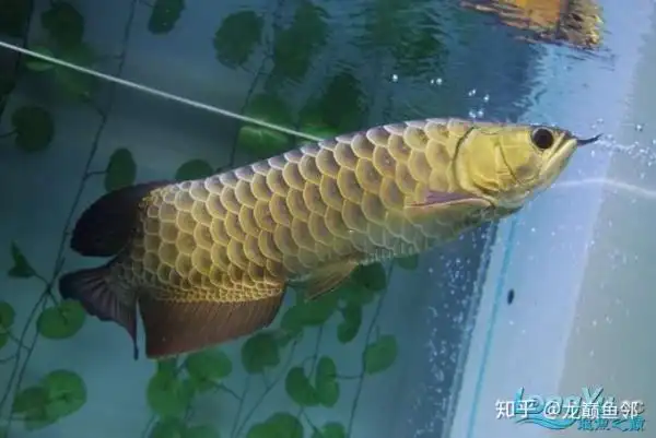 给新手选购龙鱼的3条良心建议看到就是赚到