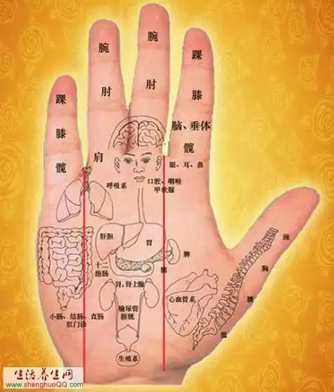 人体内脏在手上的对应区域