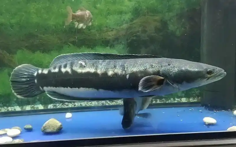 水族圈铅笔雷龙日常记录