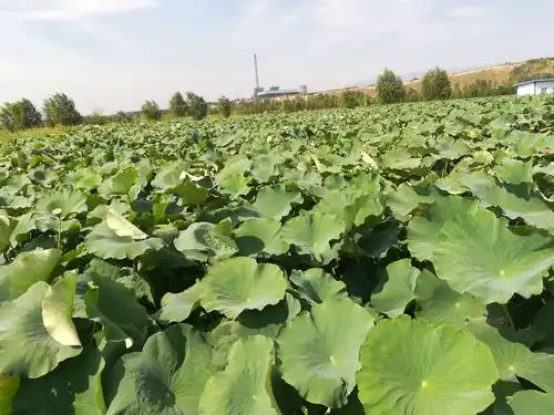 短暂的相聚 永恒的回忆 ——血浓于水的骨肉亲情