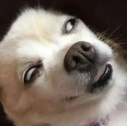 汪星人翻白眼 - 一组傻狗逗比眼神表情包_汪星人_斗图表情-发表情