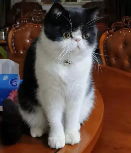 北京市朝阳区高碑店仁安门附近寻找黑白条纹加菲猫