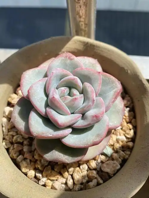 多肉  #多肉控  #多肉养护  #泡芙  一颗是露养,一个是阳台养的两颗