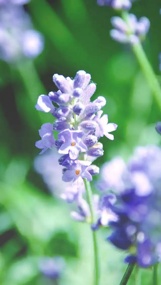 唯美清新花卉手机壁纸中,有清晰唯美的紫色郁金香,唯美的花朵迎风飞舞
