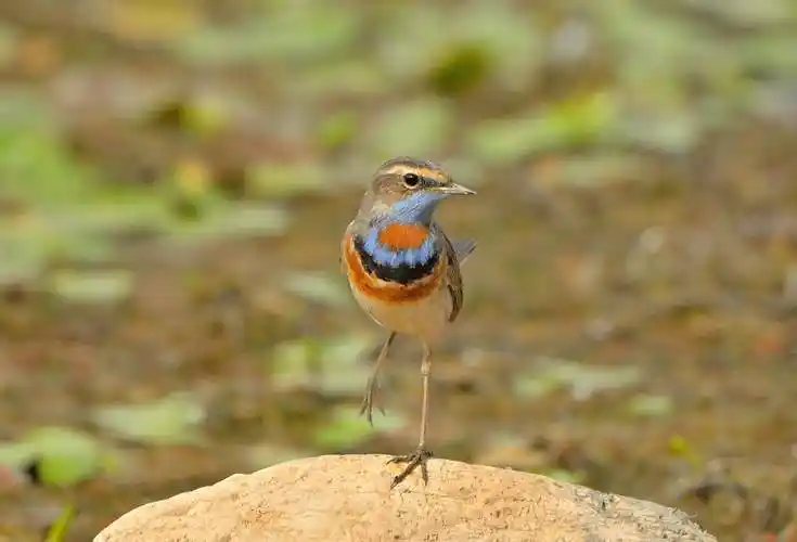 蓝喉歌鸲挽毛时要注意什么 蓝靛颏换毛时要注意什么