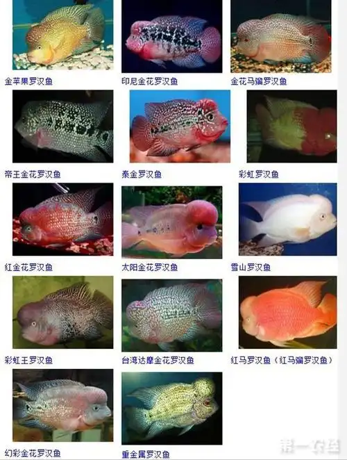 罗汉鱼四大品系品种大全(图)