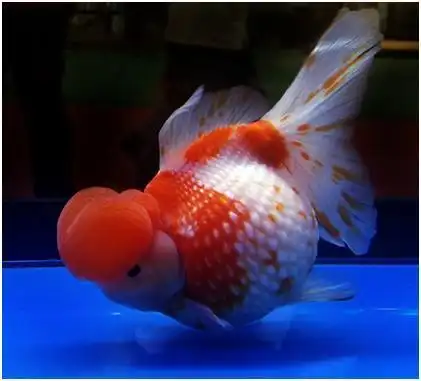 兰寿金鱼多少钱一只一对朱顶紫罗袍金鱼60万