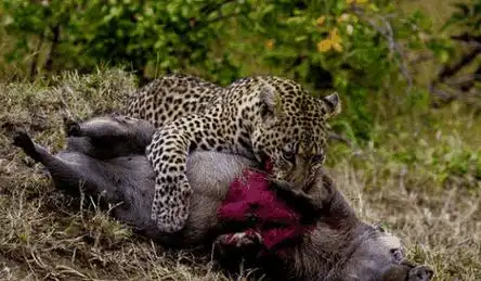 弱肉强食的动物世界, 猴子好无奈