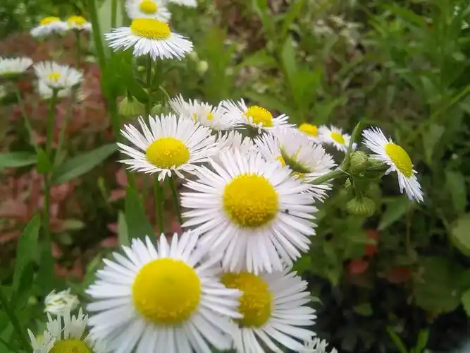 路边的野菊花,美吧!