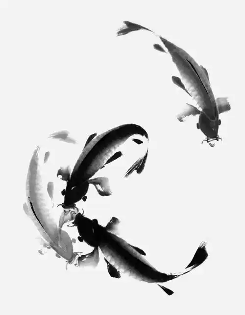 技法探索 | 写意鲤鱼画法(十)