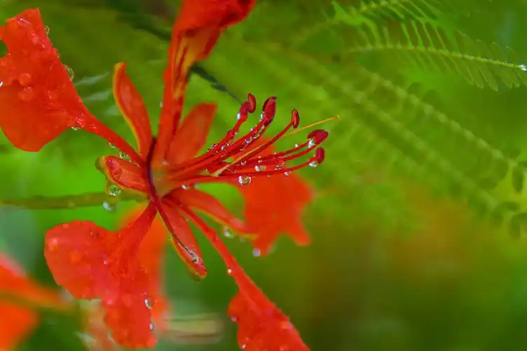 太阳雨中凤凰花