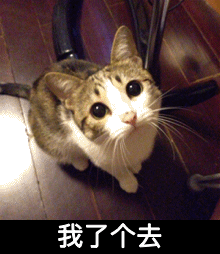 我了个去猫咪胡须可爱地板gif动图_动态图_表情包下载_soogif