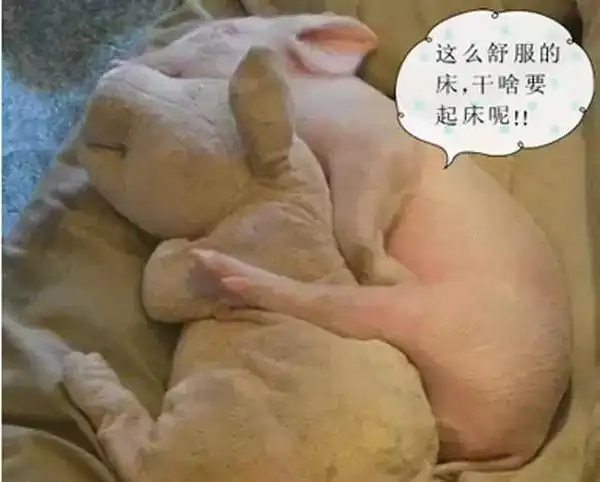 利川人就是喜欢睡个回笼觉,可是专家说.