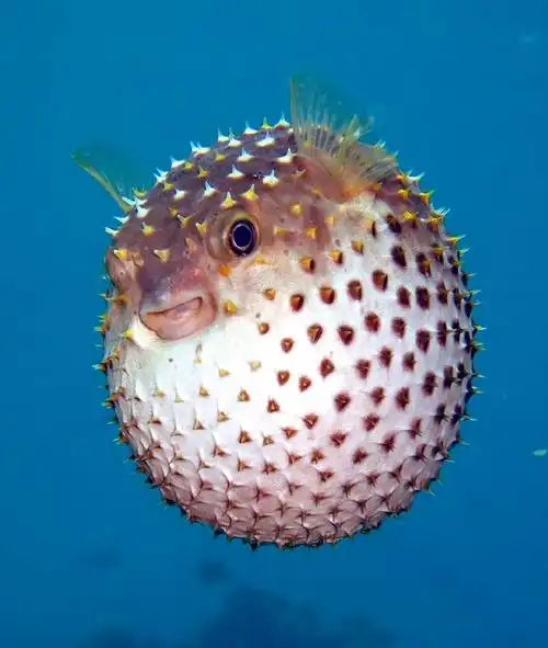 颜宁小组《科学》发文 解析河鲀毒性为何强