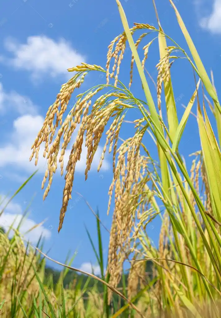 秋天杂交水稻摄影图高清摄影大图-千库网