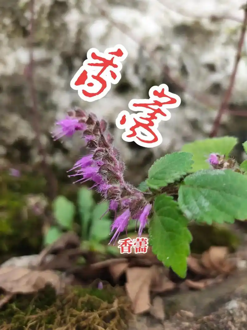乌溪江草药136.香薷 【出处】《别录》 【拼音名】xiān - 抖音