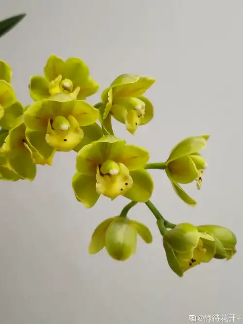 暮春浅夏绿宝石兰花开