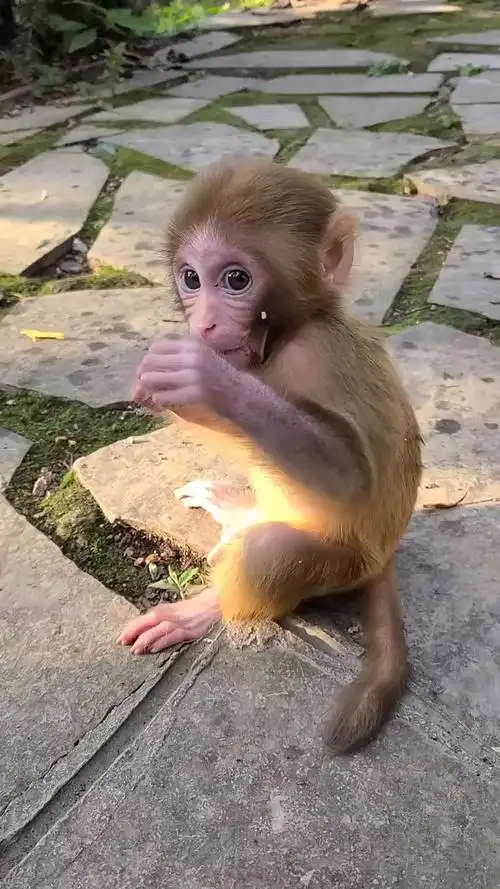 小猴子萌萌的学吃东西.