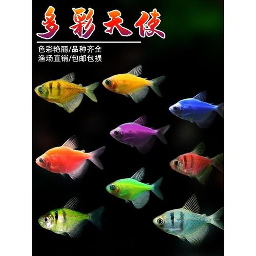 七彩鱼柠檬青苹果天使鱼柠檬绿老虎天使蓝天使小型热带观赏鱼包邮【5
