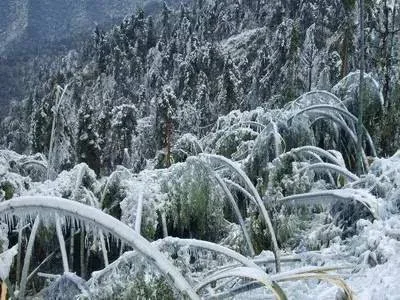 浅谈林木低温,雨雪冰冻灾害的防治