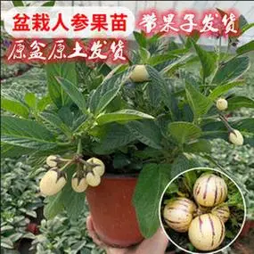 人参果树苗盆栽人参果苗带果发货可食用观果室内桌面盆栽盆景绿.