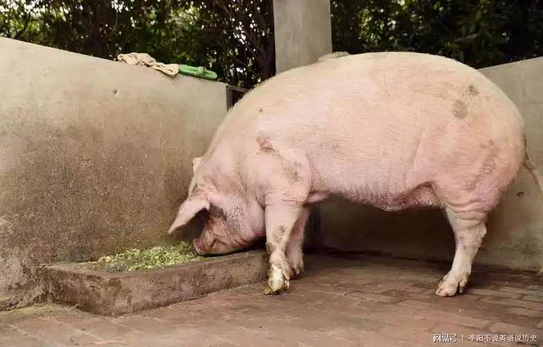 汶川大地震11周年,还记得"猪坚强"吗?现在的它仍然健在