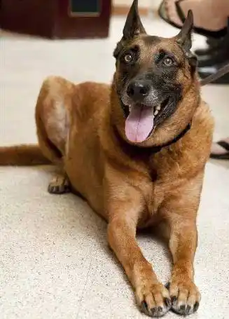 不要养马犬,它只会破坏你安逸的生活!