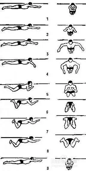 蛙泳抱水图解