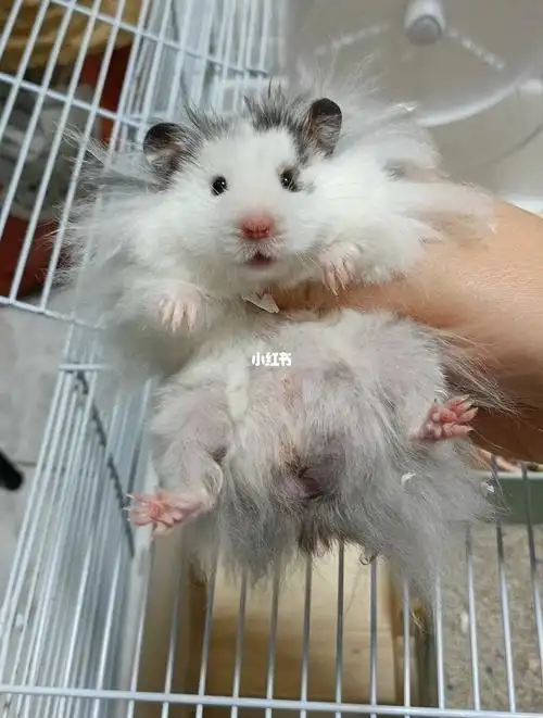 海盗眼线金丝熊dd待找新家