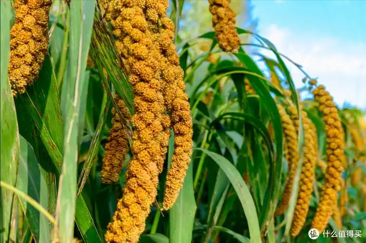 牢记这3点,小米新鲜又好吃