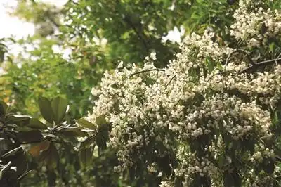 顾山千年红豆古树突然开花三株齐放盛景空前图