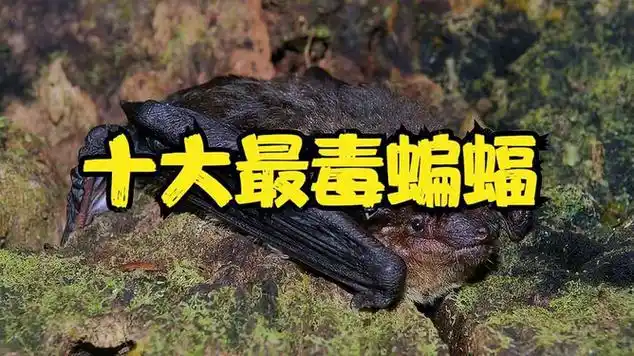 世界十大最毒蝙蝠排名|野生动物|脊椎动物|动物趣闻|动物实拍_网易