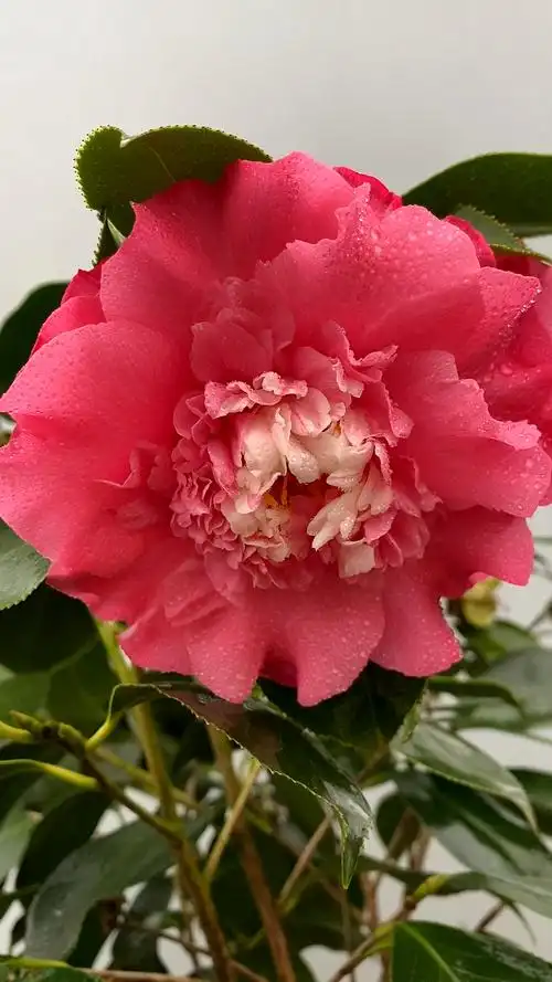 超级赛牡丹茶花开品鉴赏!