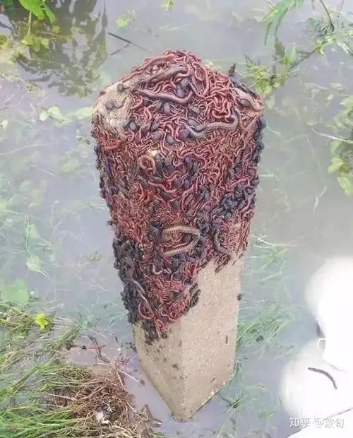 有哪些逼死密集恐惧症的图片或视频